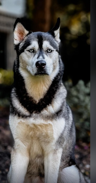 Luka sitting in the garden, from the Embark Veterinary reel