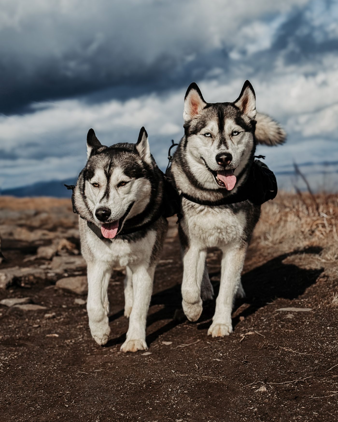 Luka and Sosa in their trail packs walking toward the camera under a stormy sky