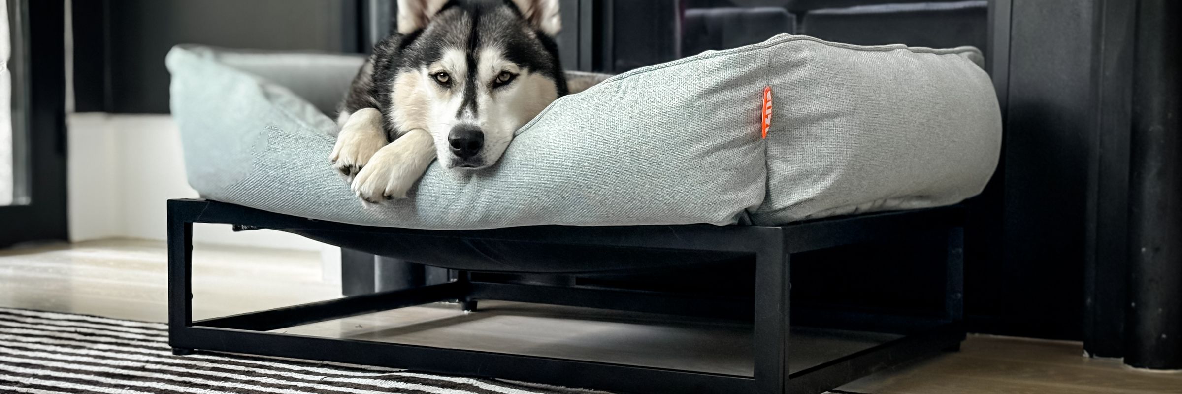 Luka resting in his dog bed at home