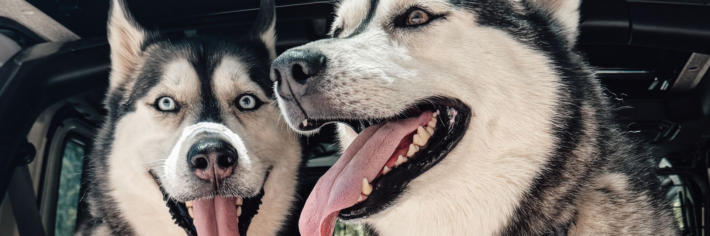 Luka and Sosa in the back of the car, ready to go