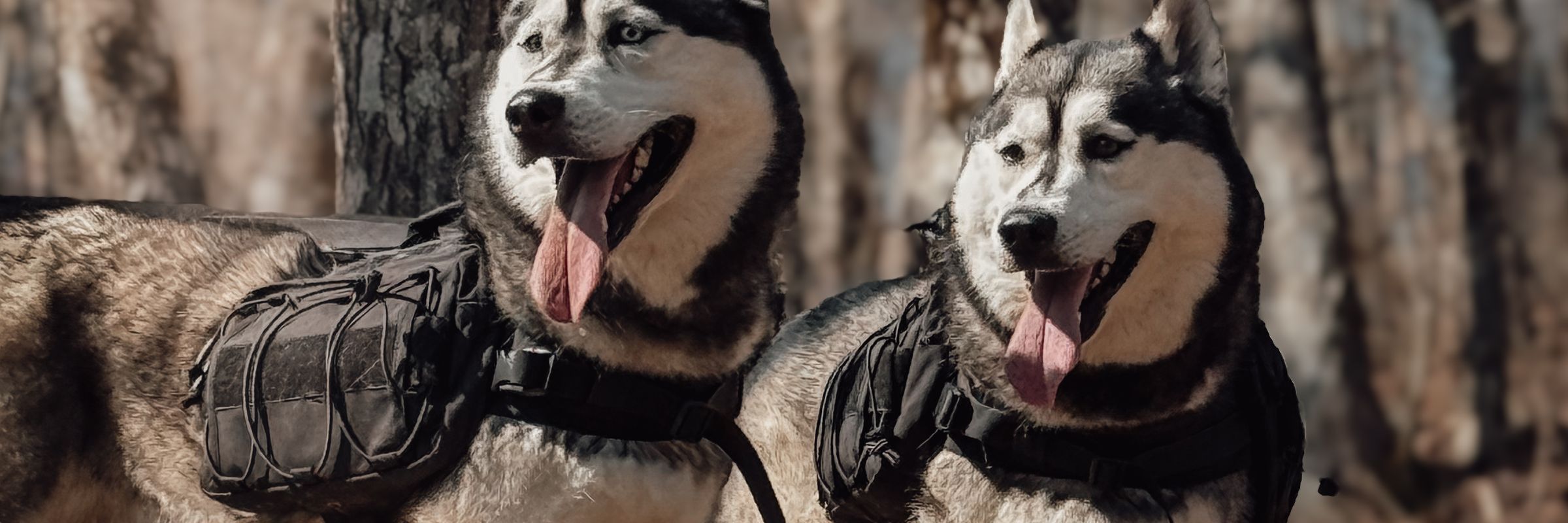 Luka and Sosa in trail packs in the forest