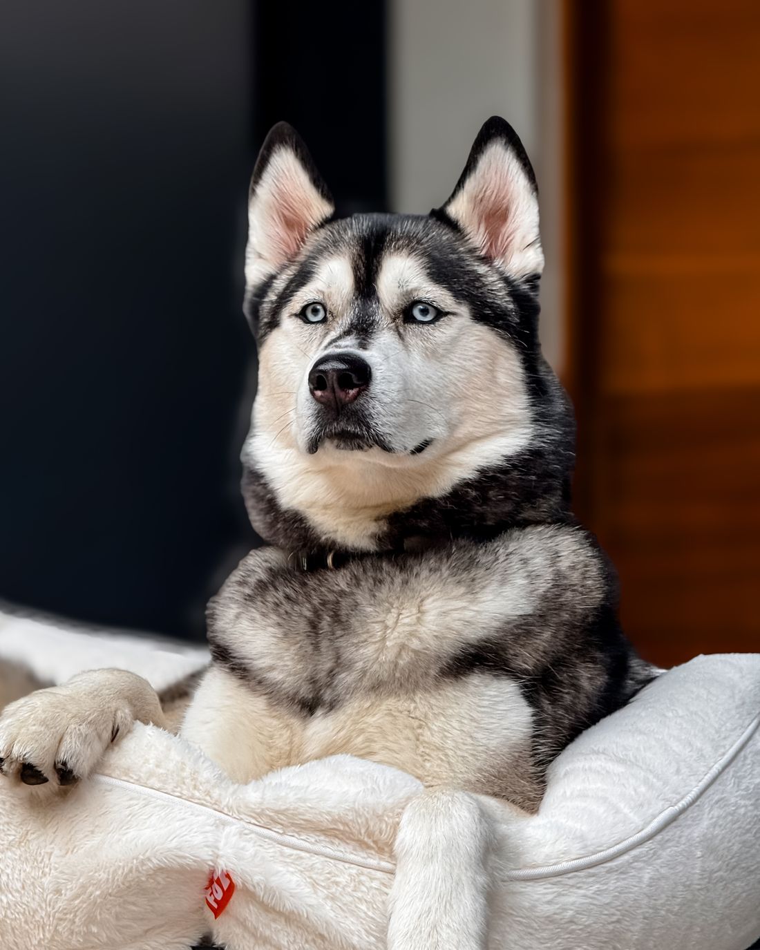Luka, a husky with blue eyes