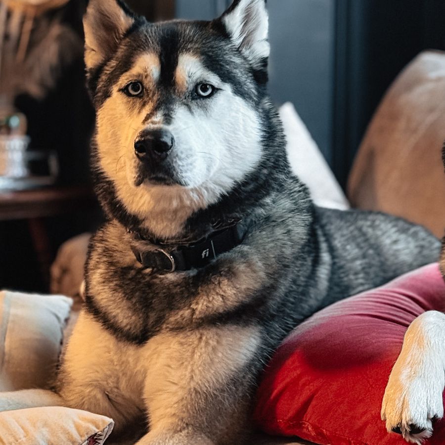 Luka wearing a GPS tracking collar