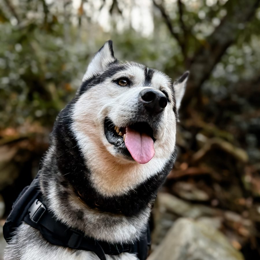 Luka in a padded black trail harness