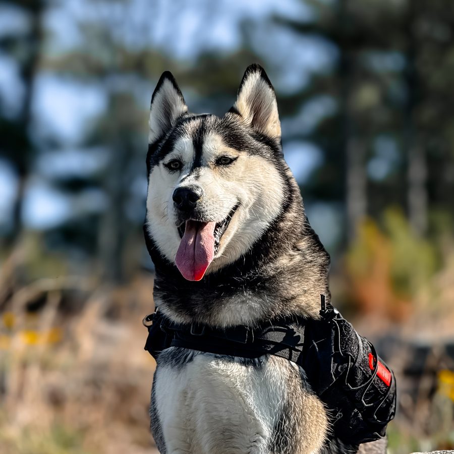 Sosa wearing a black trail pack