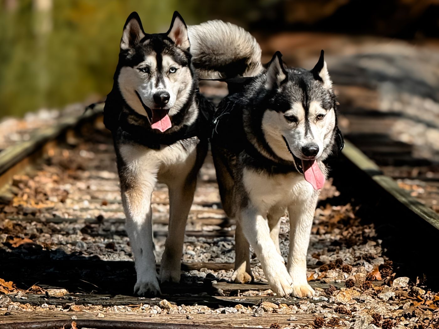 Luka and Sosa walking the old railroad tracks