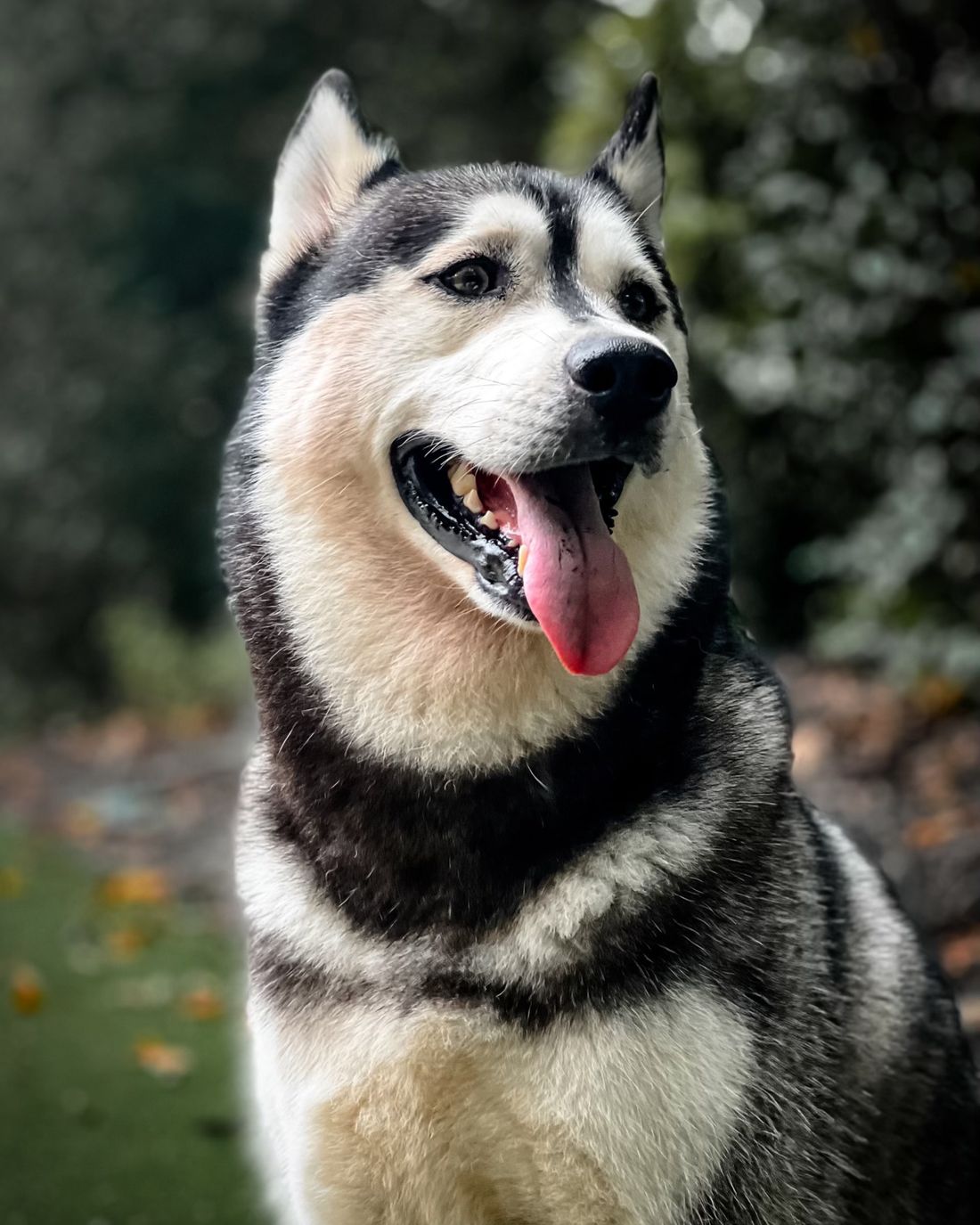 Sosa, a husky with brown eyes